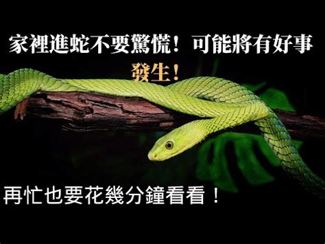 晚上看見蛇有什麼徵兆|看到蛇代表什麼預兆？動物行為學專家告訴你